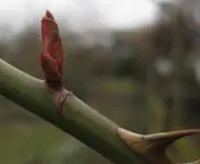 Kletterrose.webp