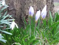 Frühlingsblumen.webp