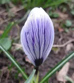 Krokus.webp