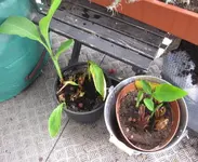 Cannas_März.webp