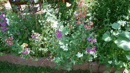 Garten-Sommer 2010 009.webp