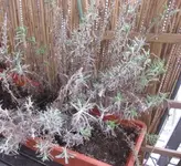 Lavendel_März.webp