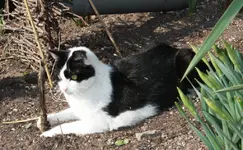 Meeko (3).webp