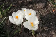 Krokus weiss.webp