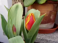 2011 03 16 002.webp