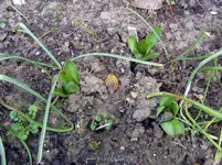 2011 03 16 004.webp