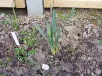 2011 03 16 005.webp