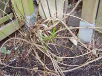 2011 03 16 009.webp