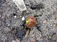P1040346.webp