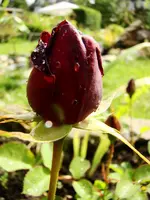 20100620_0801.webp