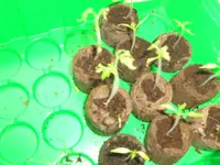 Tomaten_2.webp