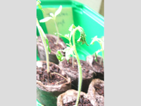 Tomaten_3.webp