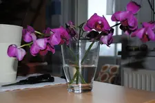 DSC_1256.webp