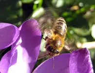 biene flug.webp