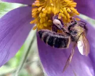biene pulsatilla.webp