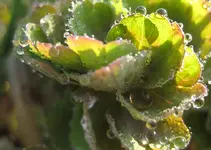 akelei blatt.webp