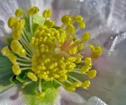 Christrose.webp
