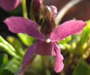 veilchen.webp
