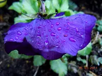 045.webp