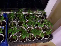 100_2675.webp