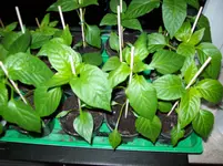 100_2686.webp