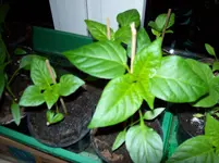 100_2688.webp