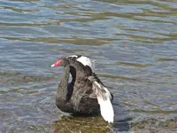 Copy of IMG_1497v.webp