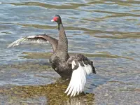 Copy of IMG_1496v.webp