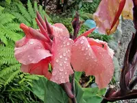 Copy of IMG_1767v.webp