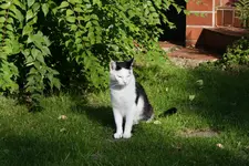 Nappi Garten.webp