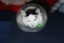 tüte.webp