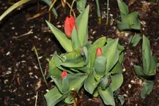 Tulpe.webp