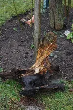 wurzel.webp