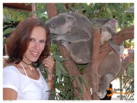 Koalabild.webp