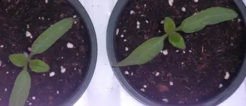 tomato_2x.webp