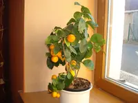 märz 2011 010.webp