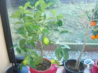 märz 2011 012.webp