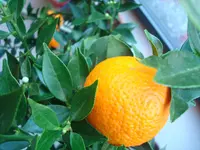 märz 2011 016.webp