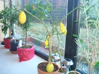 märz 2011 014.webp