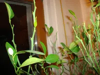 märz 2011 040.webp