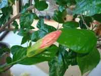 märz 2011 020.webp