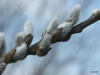 0404_Eltern_Altefähr_PICT9217.webp