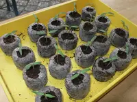 tomatos.webp