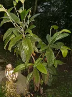 HPIM9914.webp