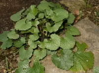 HPIM9918.webp