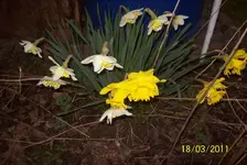 Narzissen 1.webp