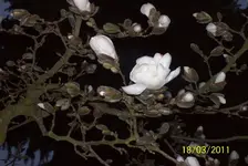Magnolie 1.webp