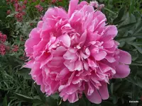 2009-06-06 Garten R0011744.webp