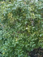 IMG_0959.webp