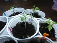 CIMG2743.webp